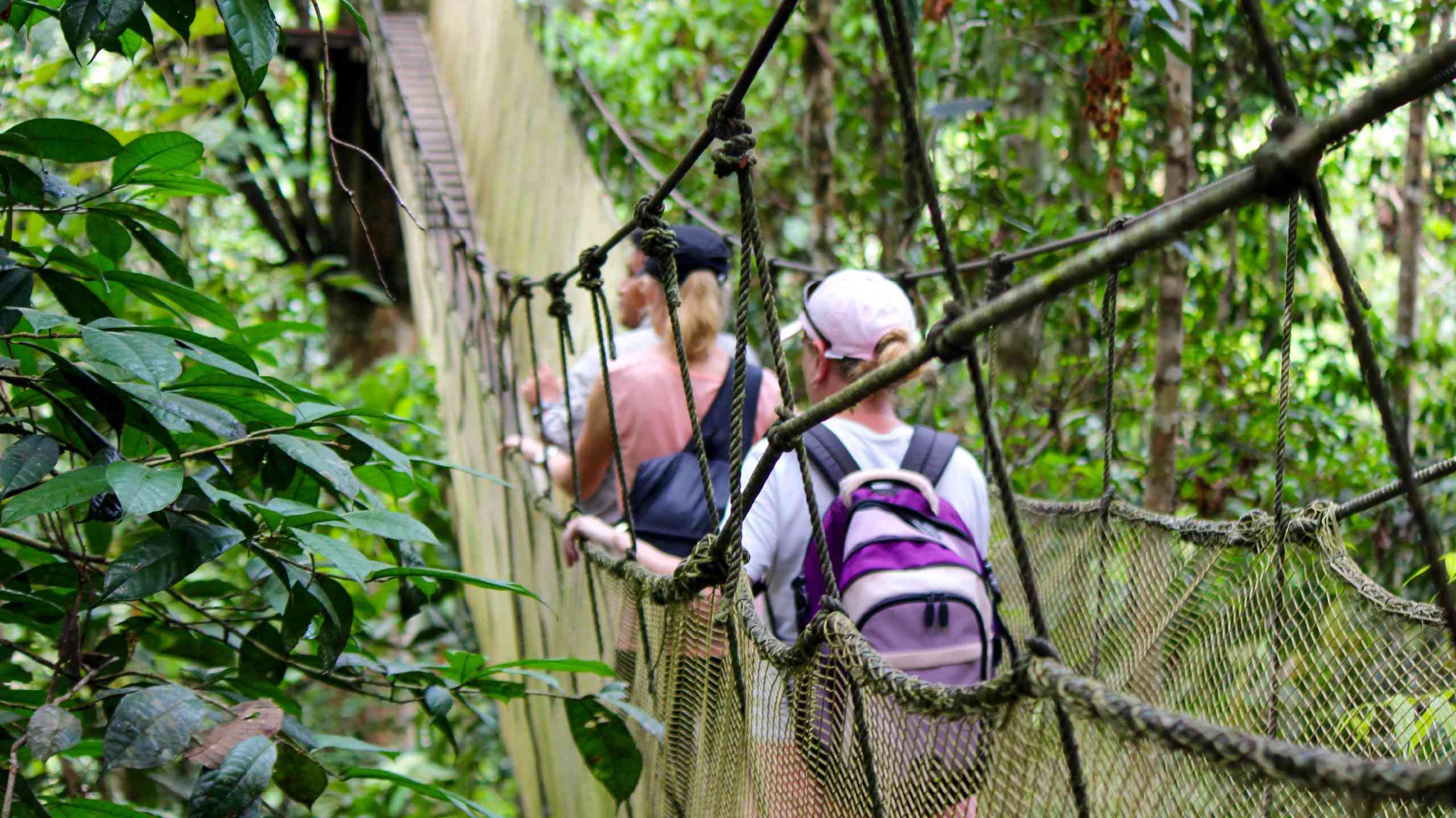 Canopy Walkway, Amazon Jungle, Peru by Emily Fraser
